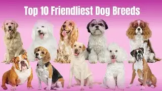 Top 10  I Review of the Top 10 Friendliest Dog Breeds and Which Breed is Right for You ?