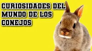EXPLORANDO el MUNDO de los CONEJOS: CURIOSIDADES impresionantes