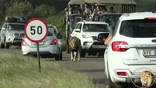 Its Not Easy To Film Lions In Kruger National Park  - Join Us And See Why