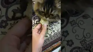 A strange cat who likes to eat your baguette dough 