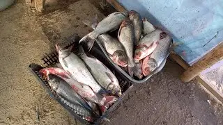 БАЛЫК БАХАЛАРЫ   11-ЯНВАРЬ