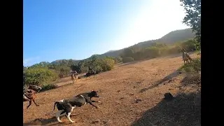 Laceadores de cerro #40