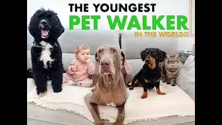 the youngest pet walker in the world!!