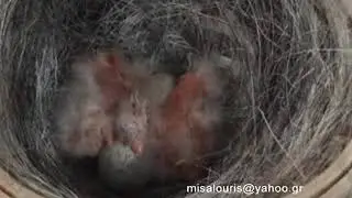 Breeding canaries step by step