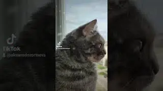 люблю 