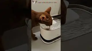 Шаня налакалась с горя🥂😸 А Руфи- злобный Базилио 