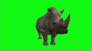 Rhino    | Green Screen: Chroma Key Full 1080p HD