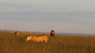 Lioness finds herself surrounded by another pride