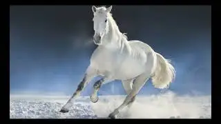My favourites horse breeds