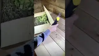 Наши банные веники (березовый + дубовый + душица)