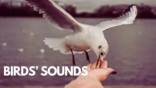 Birds’ Sounds | Relaxing Nature Sounds | Wings Flapping