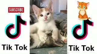 #Kucinglucutiktok #kucingoren KUMPULAN KUCING LUCU BANGET TIKTOK 😘 #17 - Kucing Oren