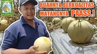 Grebeg Lahan Melon ALINA | Cara Etrel Melon Supaya Matang Sempurna