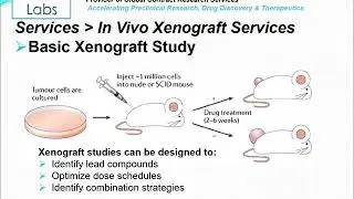 Altogen Labs Invivo Xenograft Services