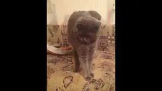 Мое слайд-шоу