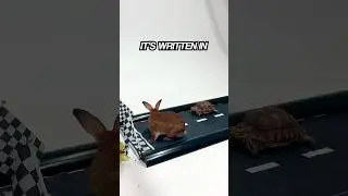 Tortoise vs the hare - who wins?