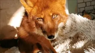 Alf the Fox Screaming at His Girlfriend