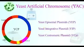 YEAST ARTIFICIAL CHROMOSOME