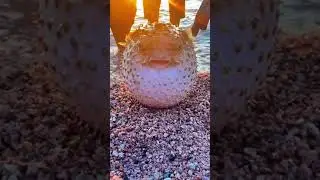 Free Laugh - Funny vid 9 #shorts