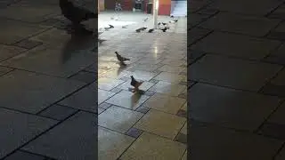 Узбекские двухчубые, Русланбека! Чеченская республика. г. Шали
