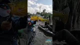 Tucunaré  MONSTRO NA ISCA DE HÉLICE  #pescaria