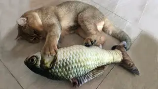 Игрушка для кошек в виде рыбы 3D FISH от CAPSBOARD