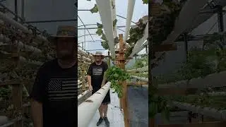 planting in the hydro.