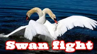 Такого вы еще не видели. Драка лебедей. Swan fight.