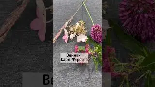 С чем сочетать астильбу? 