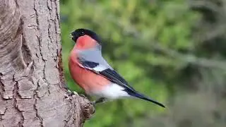 طائر الدغناش الأوراسي