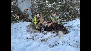 moose hunting with huskies