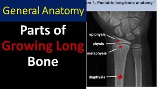 General anatomy lecture in Bangla : Parts of Growing Long Bones