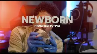 Newborn Frenchie Puppies (First 24 hours)