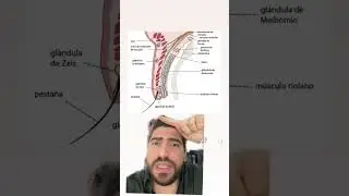 ¿Qué tengo en el párpado? Orzuelo o Chalazión  #medicina #estudiantedemedicina #facmed