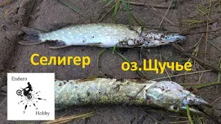 Селигер. Остров Хачин.