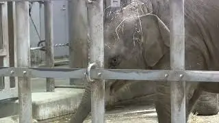 ゾウの赤ちゃん うらら ⑨ baby elephant Urara