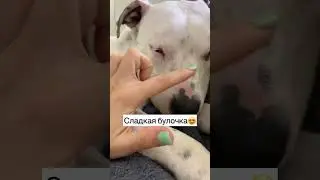 Тэфи и Рокки - мои навечно собаки❤️ 