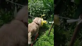 Пчёлы не жужжать!!! Трава зеленеть!!! Гвозди не торчать!!!