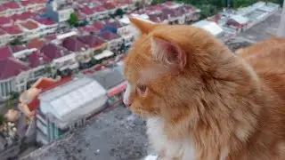 Cat cries scared of height first time on 21st floor balcony!! He is so scared, freaks out outside!!