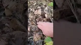 Рядовка тополевая, подтопольники#Shorts