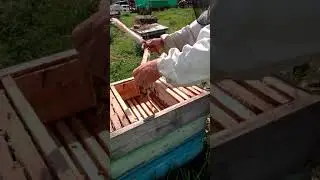 Первая откачка меда 2021г.