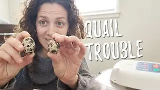The UPS and DOWNS of hatching quail