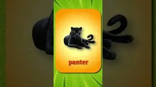 Турецкий словарь 🇹🇷 Кошки #котэ