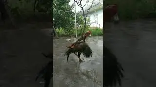 CHICKEN SHAMO 