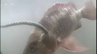 mancing di hutan mangrove - walaupun nyangkut Alhamdulillah dapat juga