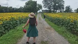 Sunflowers Ooltewah, Georgia. USA dated July 9, 2023 #sunflowers #foryourpage #flowers #pregnant