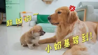 There is a little Corgi in the house, and the big golden retriever is angry!