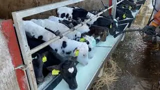 How to Feed Calf - Tips on Feeding Calves - With Me
