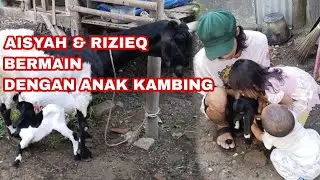 Keseruan Aisyah dan Rizieq Bermain Dengan 4n4k Kambing
