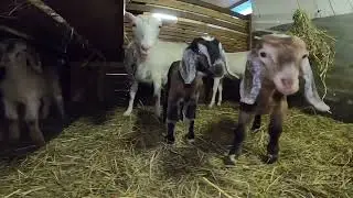 Англо-нубийские козлята
